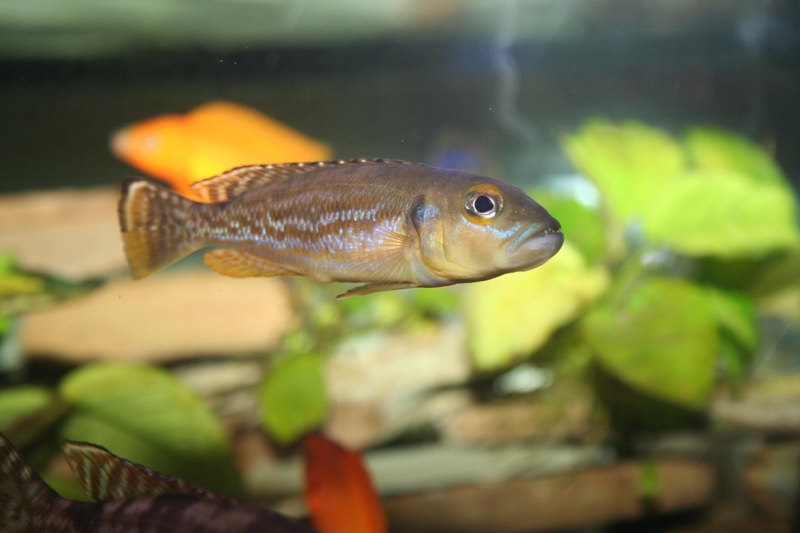 Lepidiolamprologus pleuromaculatus